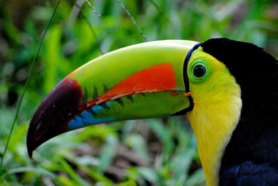 Costa Rican Tucan