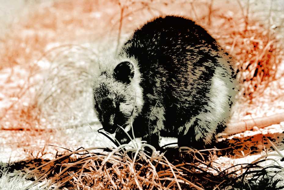 Quokka!!!