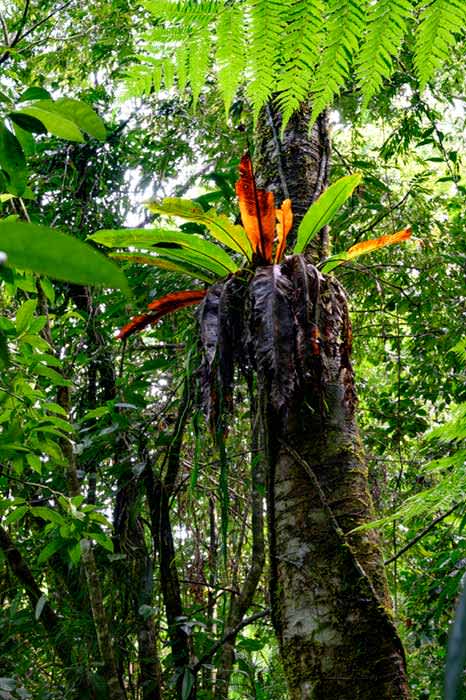 Photograph of birds nest fern in rain forest. 