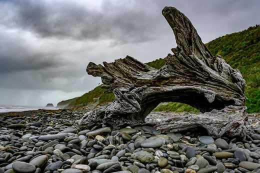Photograph of a large weathered driftwood stump on an empty beach.