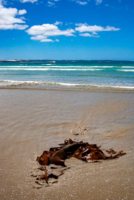 Photograph of seaweed washed up on the beach.