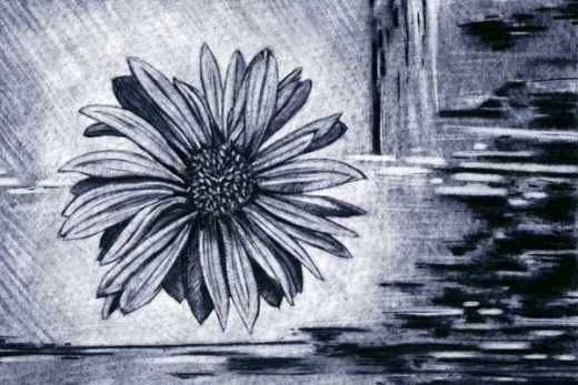 Charcoal drawing of wilting gerbera flower. Original A2 charcoal on paper.
