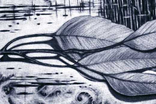 Charcoal drawing of gum leaves.