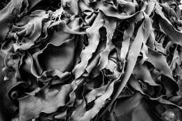 Black & White photograph of a tangle of seaweed making an abstract image.
