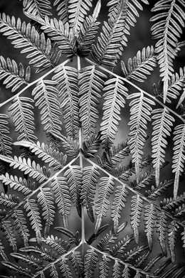 Black & white photograph of close up of a fern revealing the intricate detail of the lace like structure of the plant.