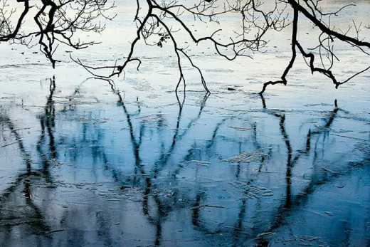 Photograph of frozen lake with tree branches reflected on the ice.