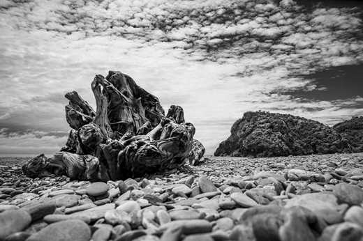 Photograph of large weathered tree stump washed up on beach.