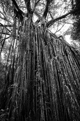 The giant curtain fig tree that features aerial roots which are up to 15 meters in length. The tree is around 50 metres tall, has a trunk circumference of 39 metres, and is estimated to be over 500 years old.
