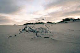 Photograph of dried up plant material on sand dune.