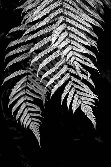 Photograph of close up view of tree fern leaves in New Zealand rainforest.