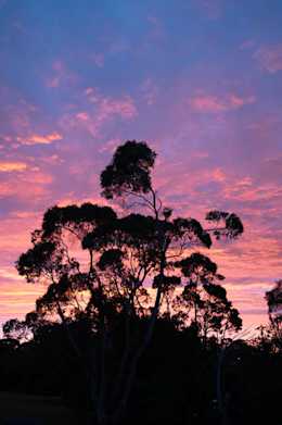 Photograph of Australian eucalyptus tree locally known as a gum tree at sunset.