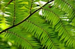 The gentle curves of a back lit fern creating a natural abstract image.