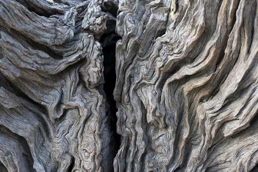 Photograph of eucalypt tree stump.