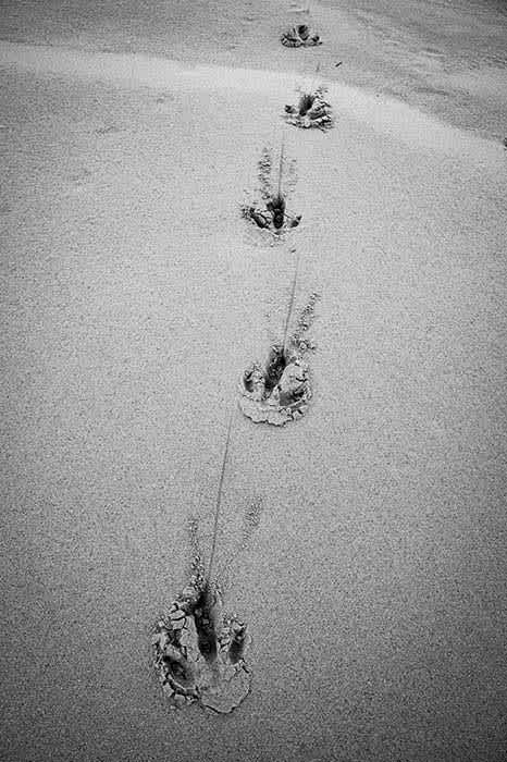 Photograph of emu tracks in sand dune. 