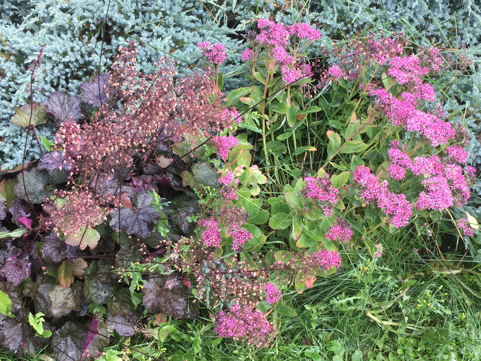 Minna Sneck - potrettikuva