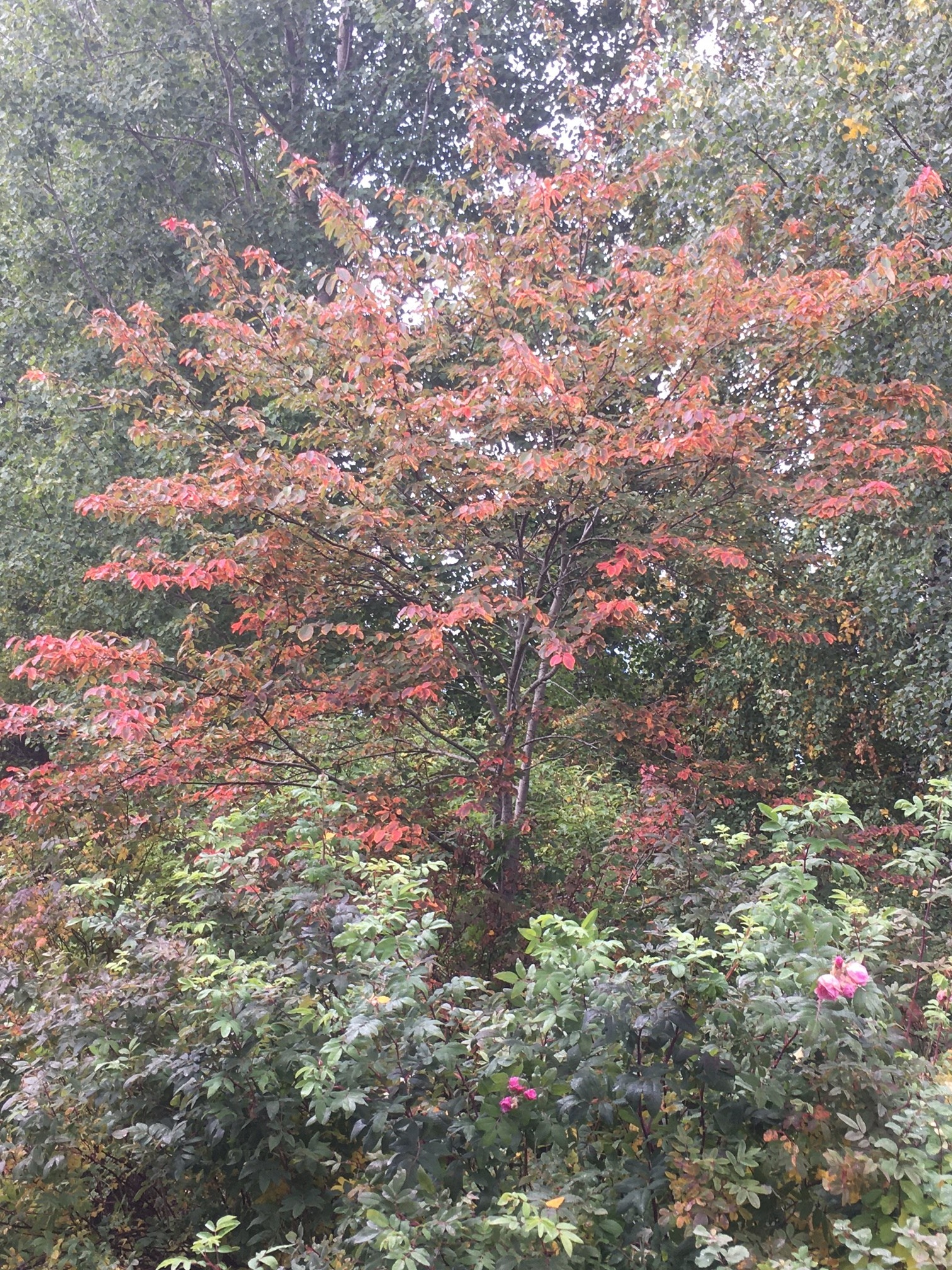 Minna Sneck - potrettikuva