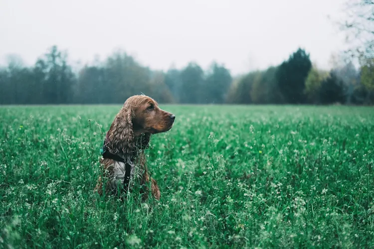 Hond die tijdens het uitlaten gras eet, normaal gedrag bij veel honden