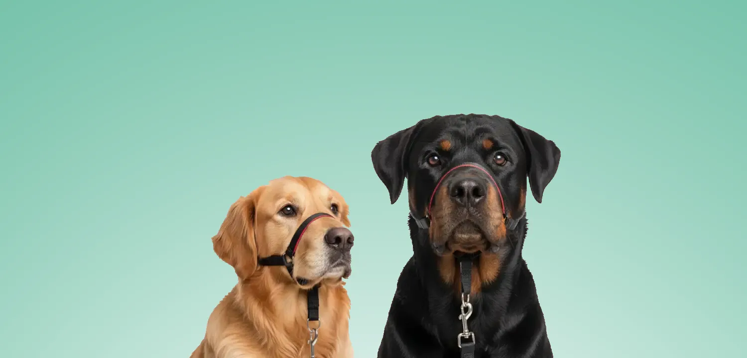 Gentle Leader een goed idee voor jouw hond?