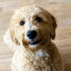 Welke honden verharen niet?