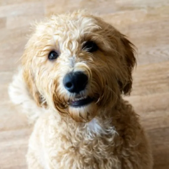 Welke honden verharen niet?