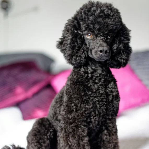 Welke honden verharen niet?