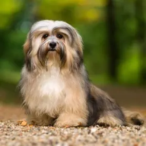 Welke honden verharen niet?