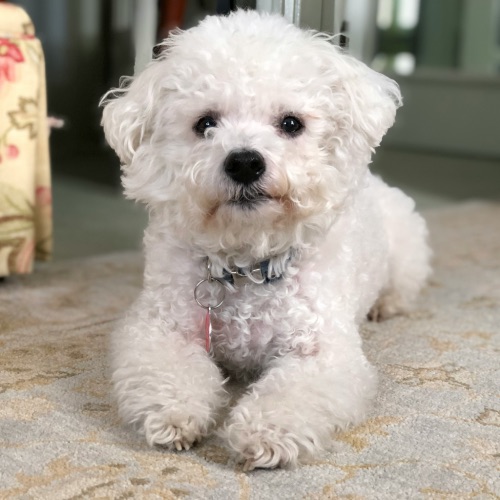 Welke honden verharen niet?