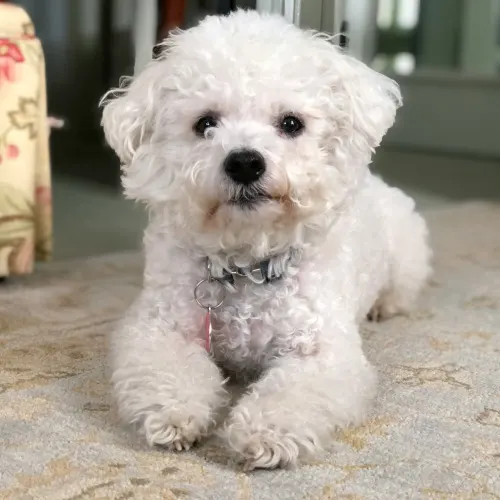 Welke honden verharen niet?