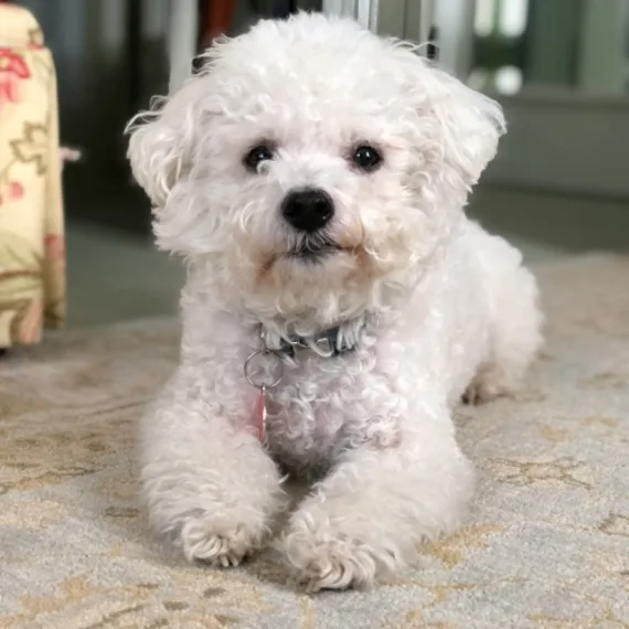 Welke honden verharen niet?