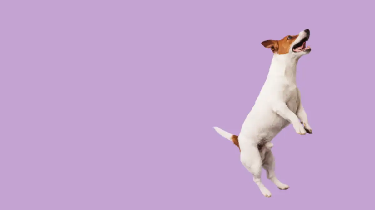 Uitgelicht: Agility voor honden