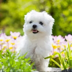 Welke honden verharen niet?