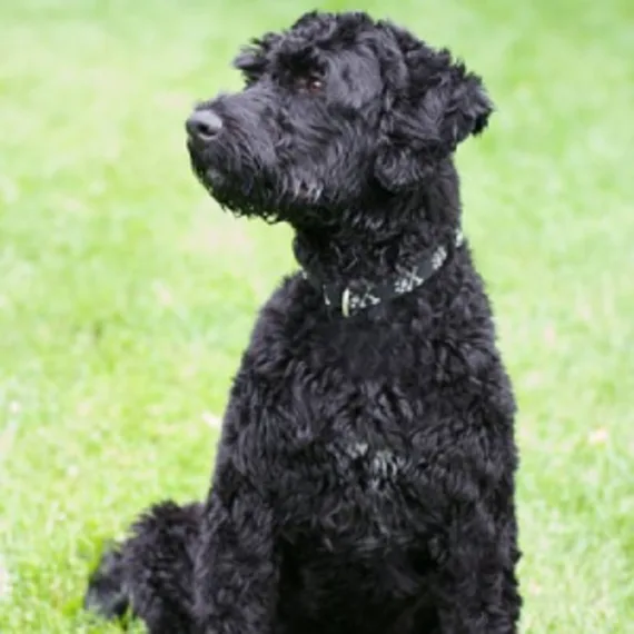 Welke honden verharen niet?