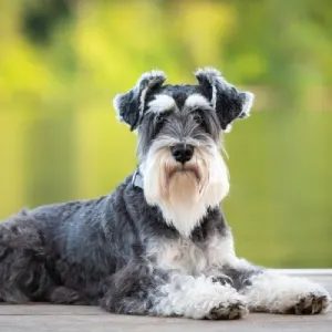 Welke honden verharen niet?