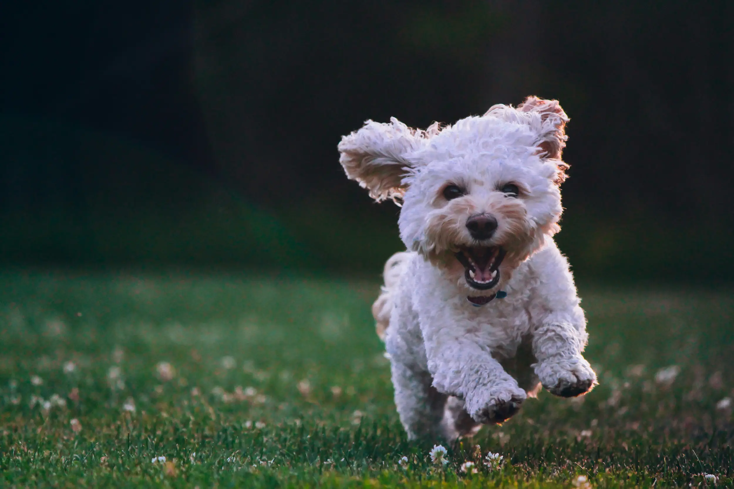 Welke honden verharen niet?