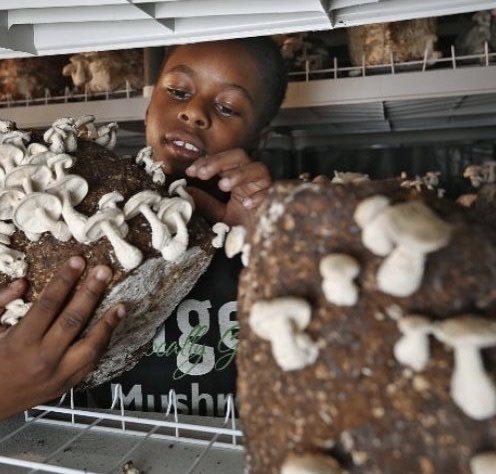 We are so excited to have youth-led teams taking the Hunger Challenge. Te'Lario Watkins is a 11-year old mushroom farmer who runs Tiger Mushroom Farms.