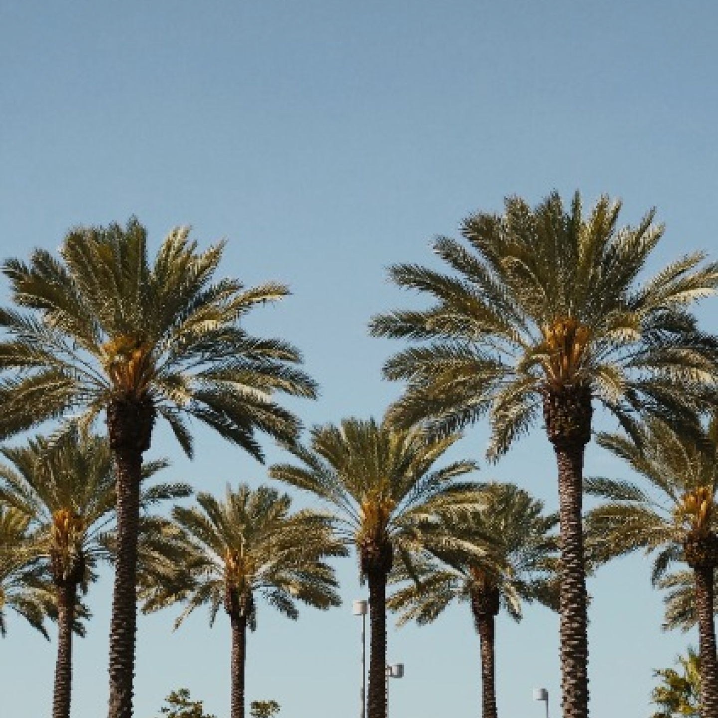 palm-trees_gartner-it-symposium_orlando_brian-erickson-unsplash