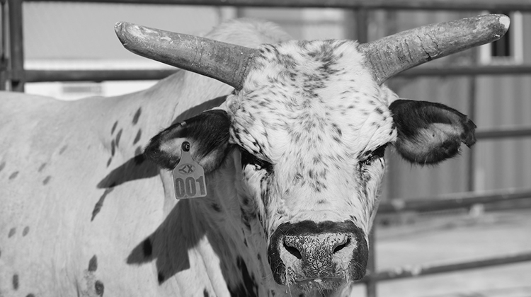 From the Vault: Smooth Operator takes his place among the rankest of all  time, PBR