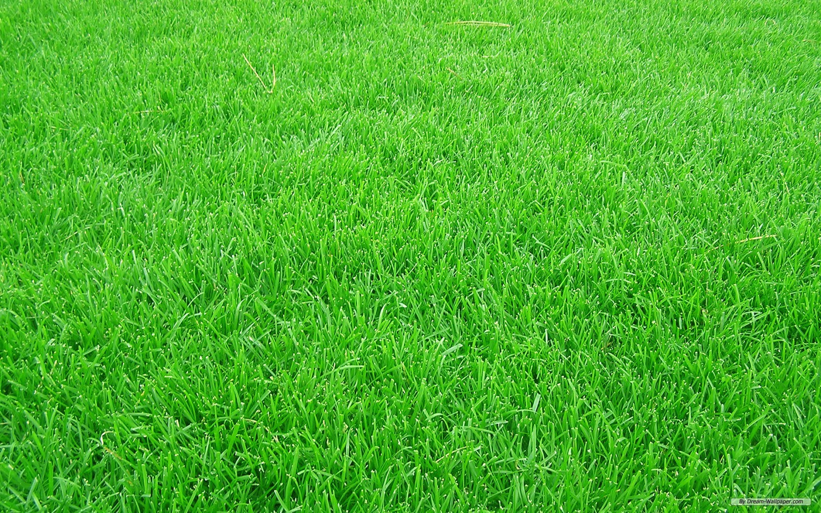 Grass Image