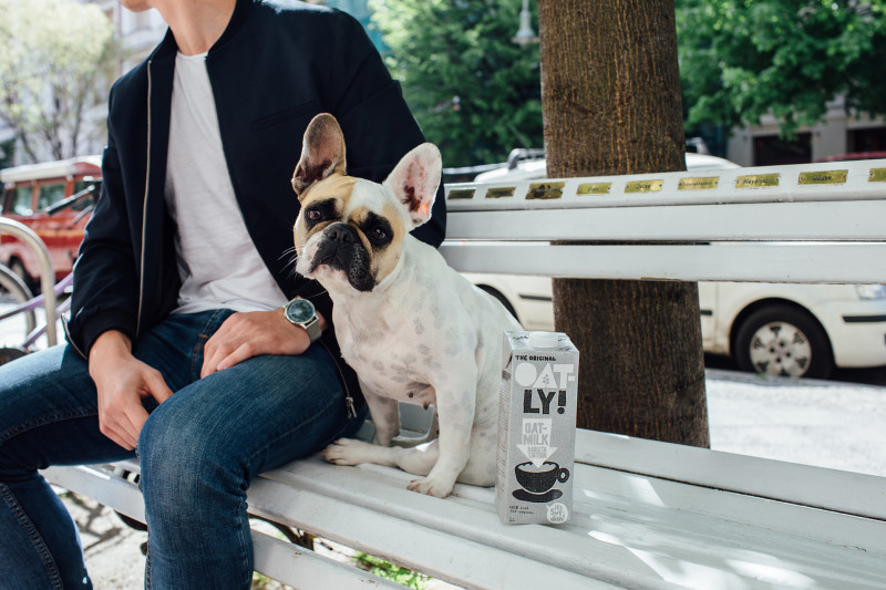 Image of a Frenchie on a bench with Oatly [Article Image]