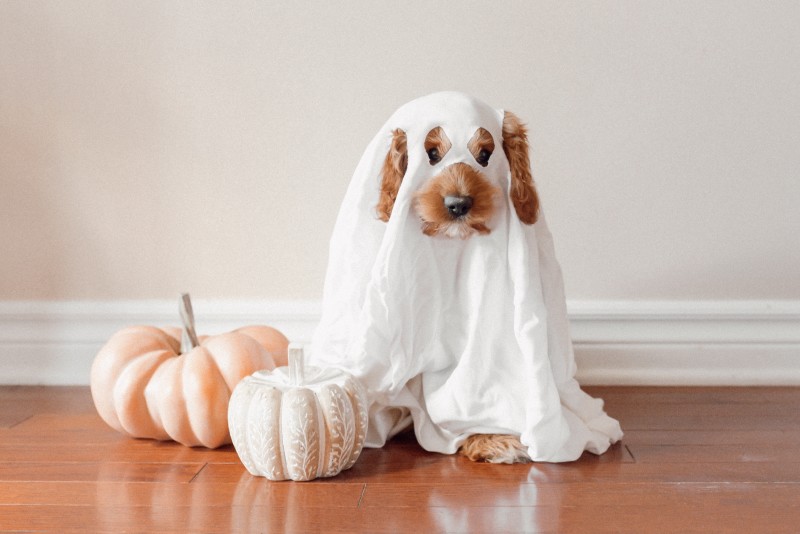 Photo of a dog in a ghost costume [Article Image]