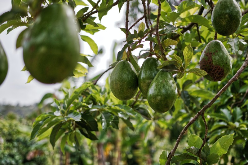 Photo os avocados in a tree