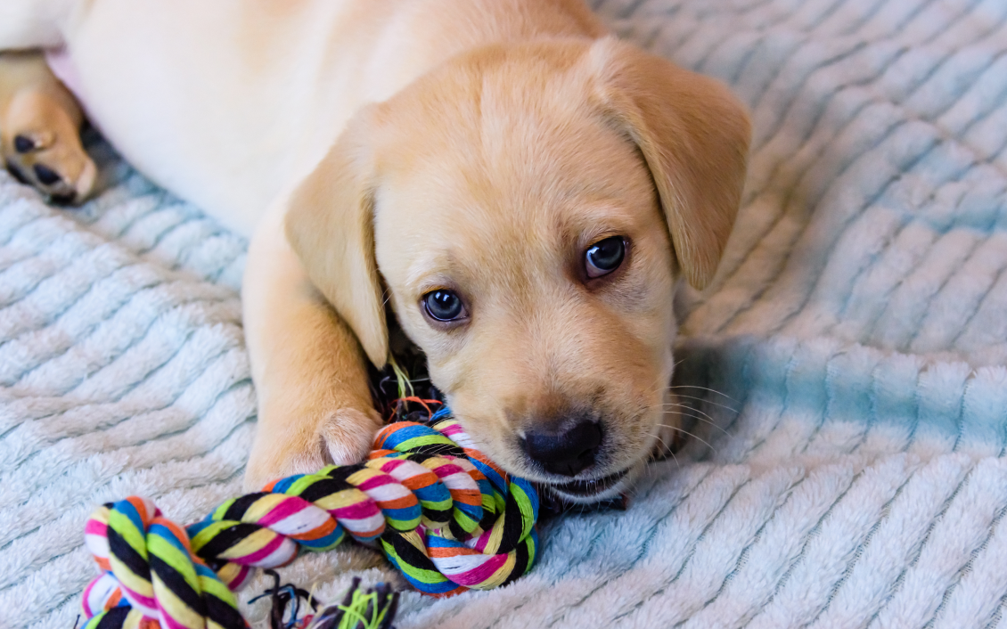 Hero Dog Toys