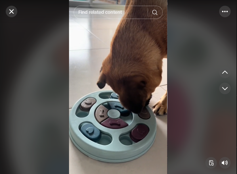 TikTok Viral: interactive pet feeder