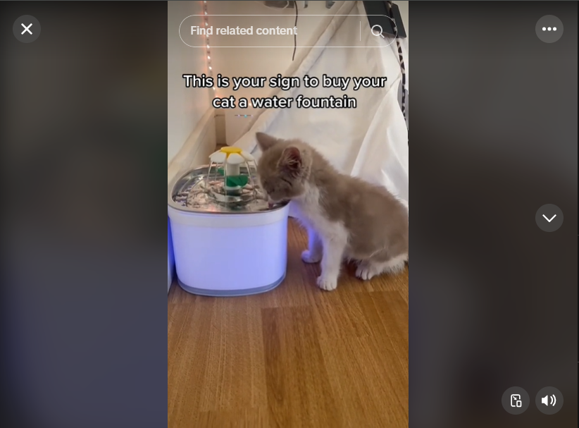 TikTok Viral: cat water fountains