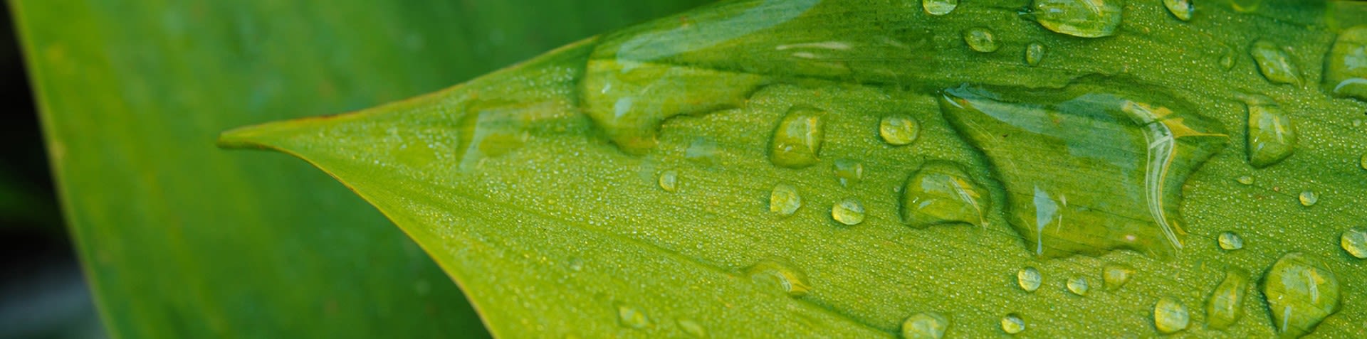 Feuille verte avec gouttes d'eau