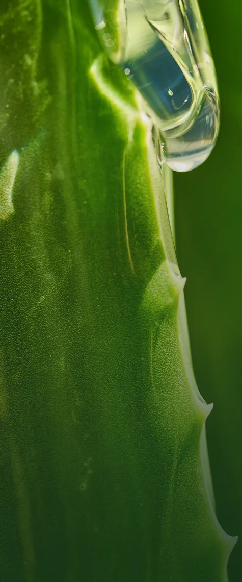 Eau s’écoulant d’une feuille d’aloès