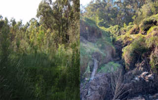 BullaburraSwamp Before-and-After TOP