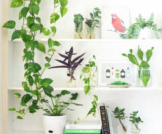 The very best indoor plants