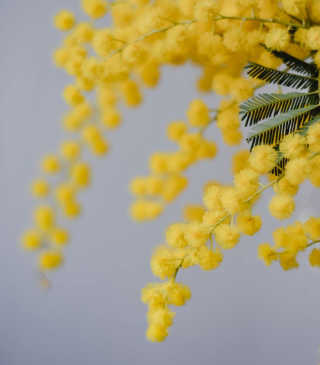 Whoops, another wattle
