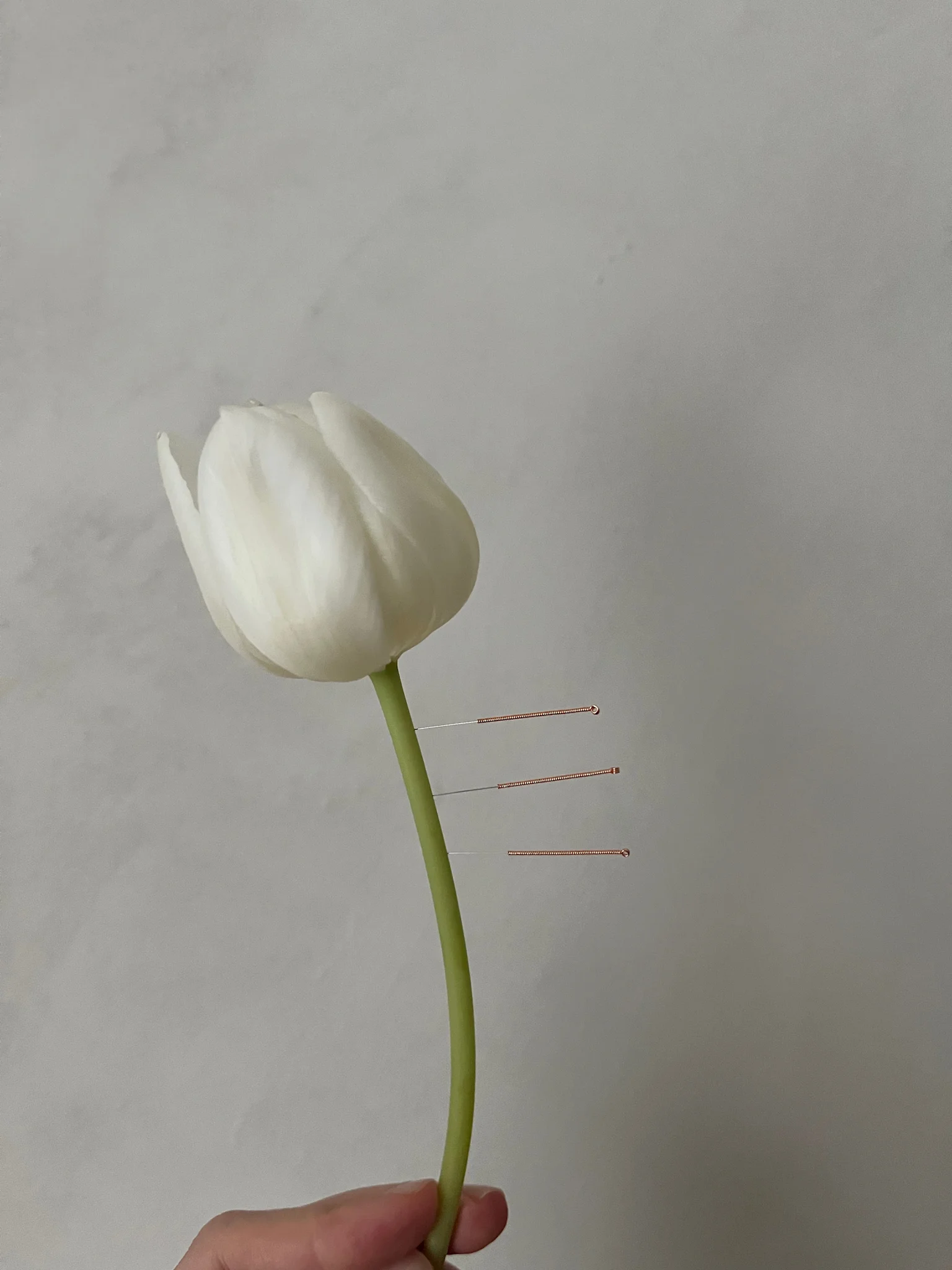 Tulipan